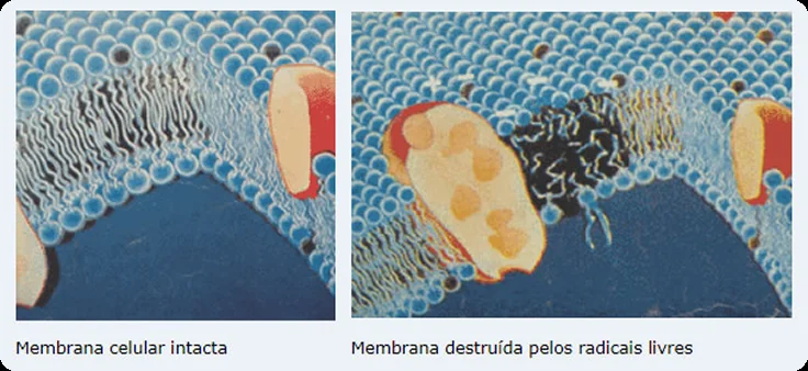 Ilustração comparando a membrana celular intacta e a membrana destruída pelos radicais livres